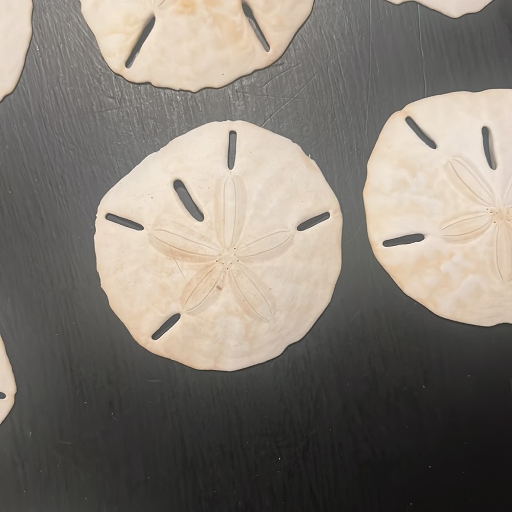 Large Sanddollars - Picture 4 of 7